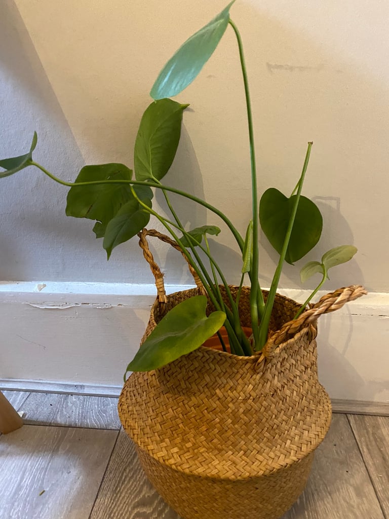 Healthy Monstera Plant with Jute Basket and Terracotta tray inside 