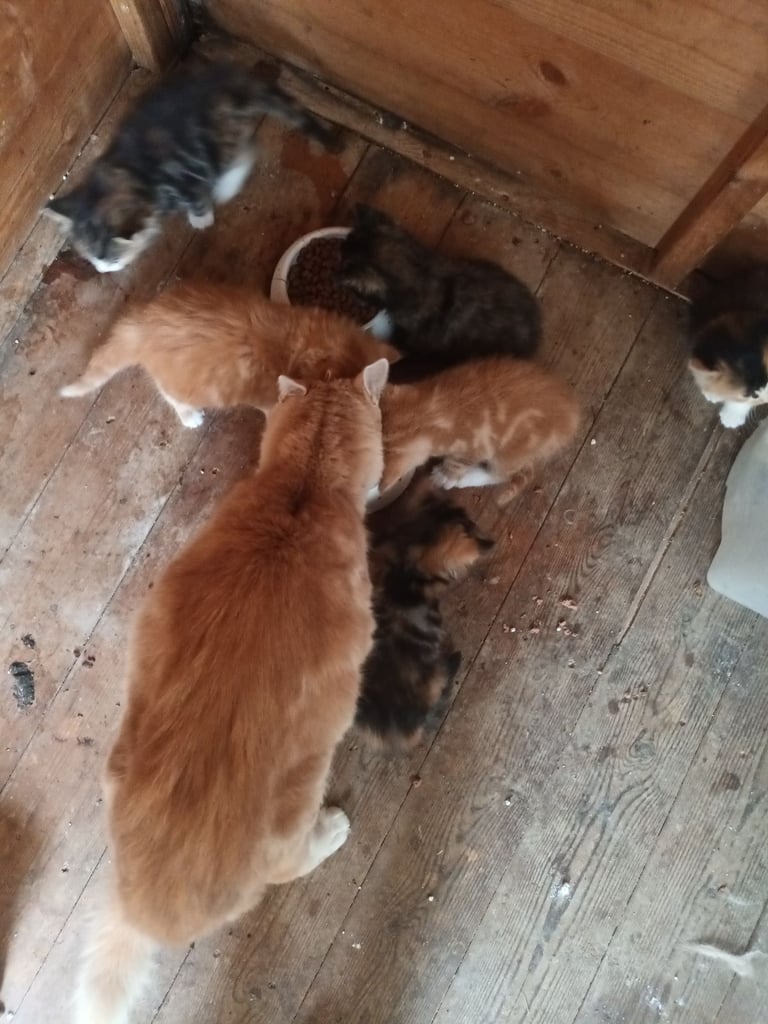 6 Kittens and Mother For Sale