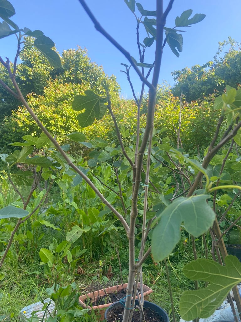 Fig tree in medium pot 