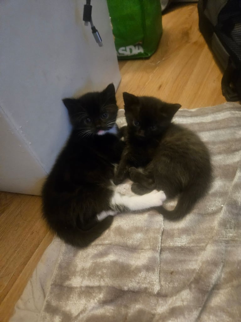 2 kittens available. 