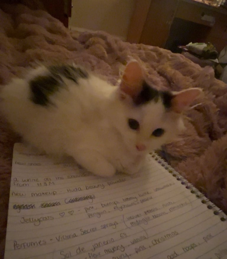 2 beautiful baby boy kittens 💕