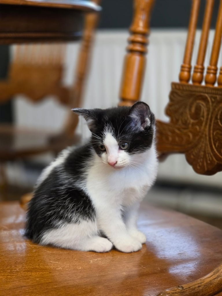 Black and white kitten  8 weeks ready to go new home 