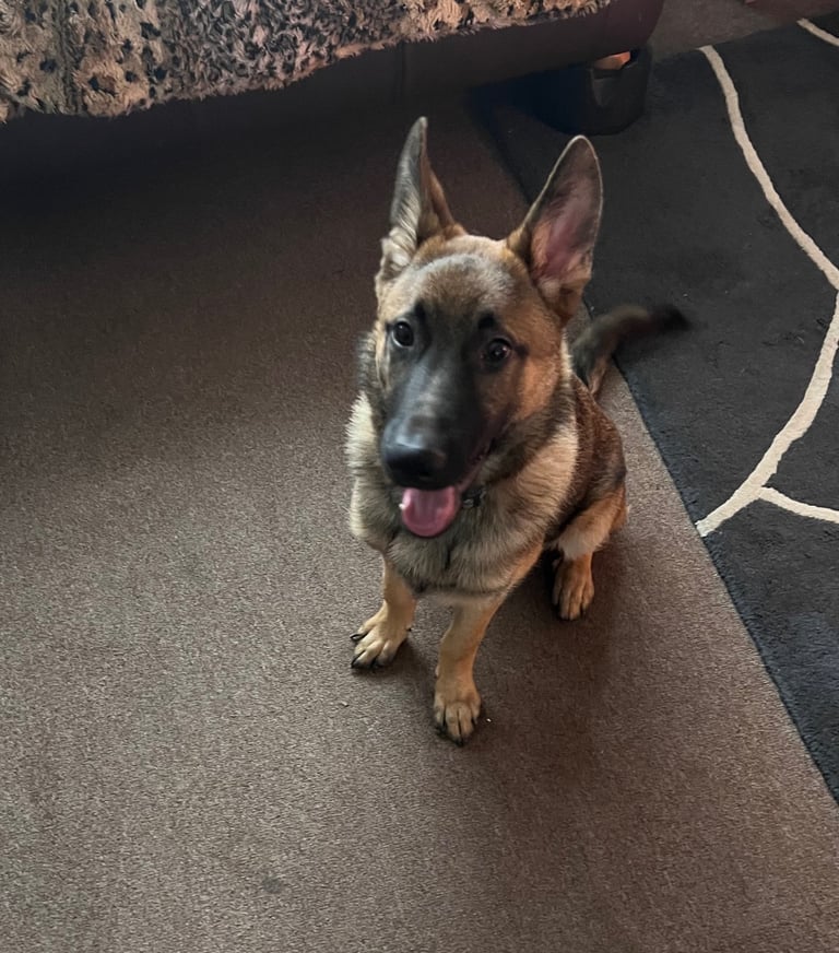 German Shepherd Male Dog 6 months Old 