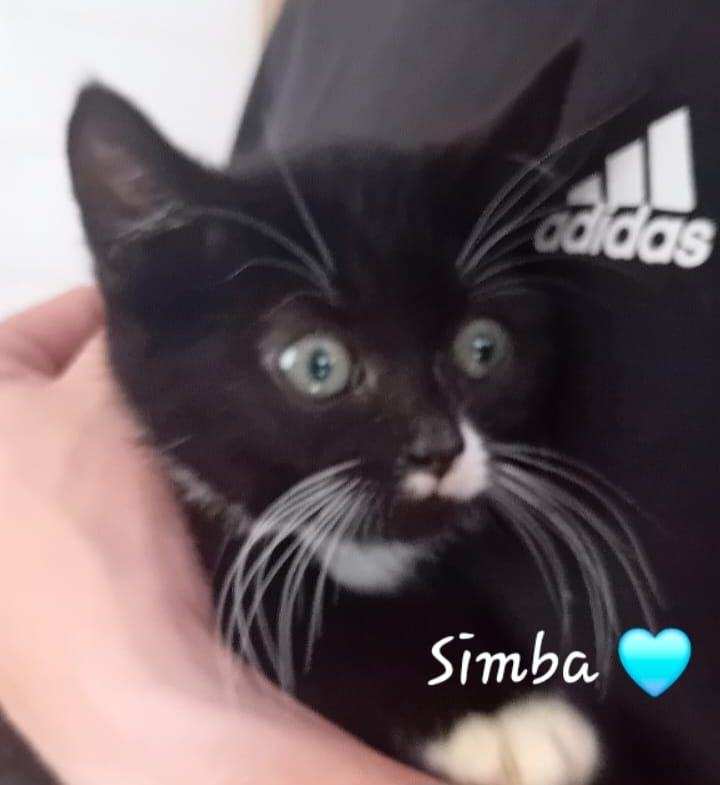 image for 🐾 Adorable Kittens Looking for Their Forever Homes! 🐾