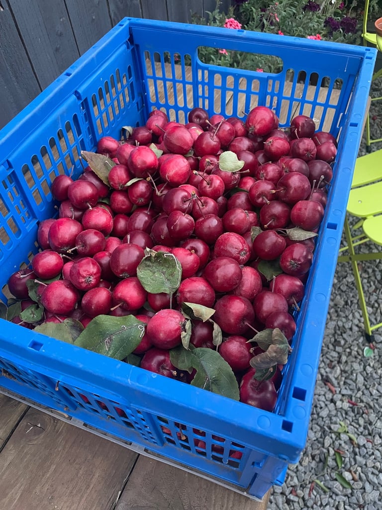 Free Crab apples 