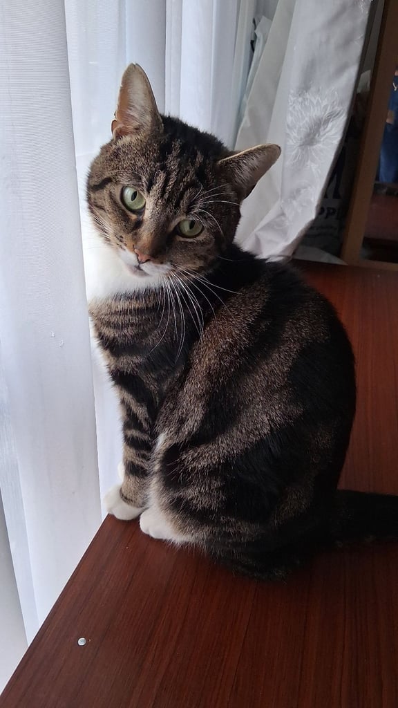 Male Tabby cat 3 yrs 