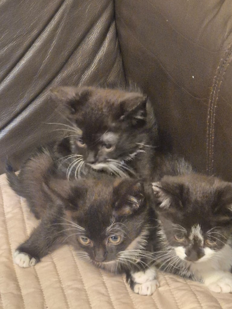 3 gorgeous female kittens. urgent. £45