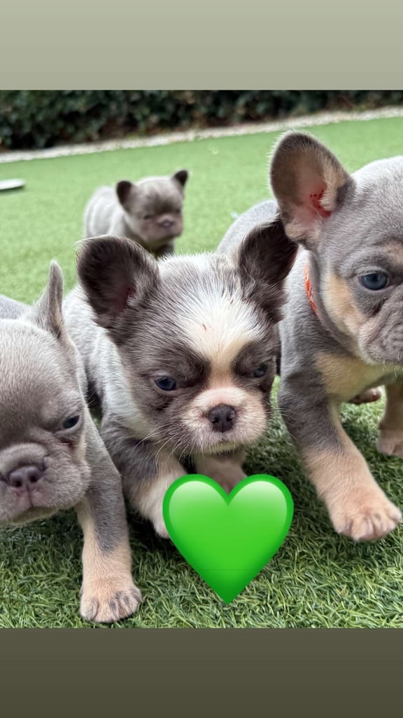 **Fluffy Frenchie’s**
