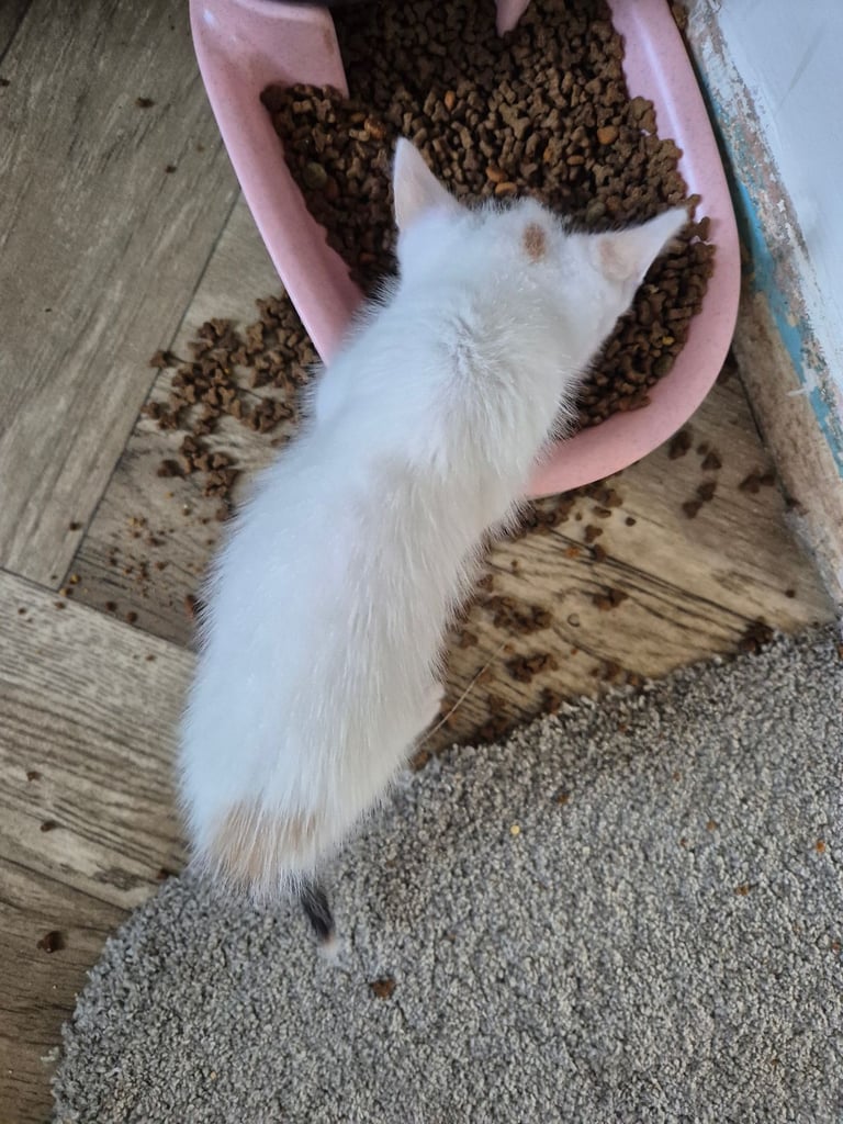 4 kittens for sale