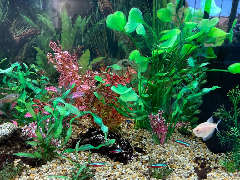 Jewel Rio 180 tank and cabinet and all accessories 