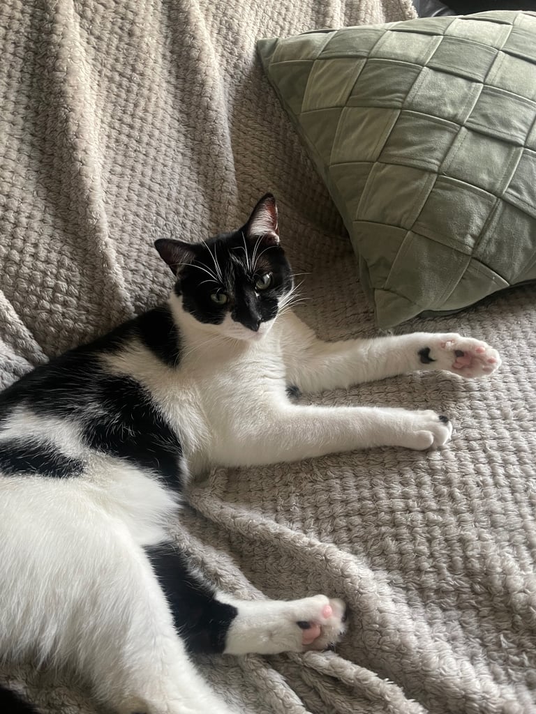 image for Cat for sale 