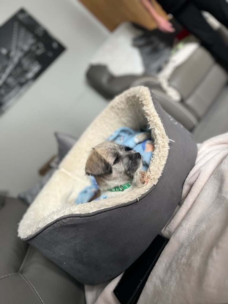 Bichon Frise puppy