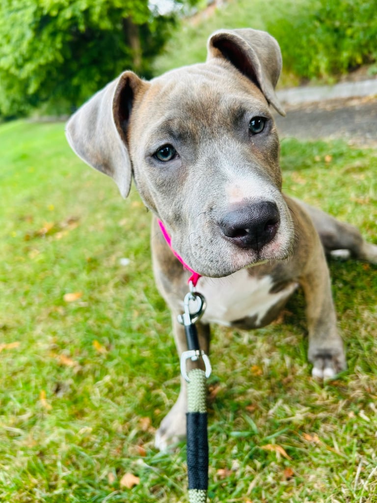 Staffy x American bulldog puppy 
