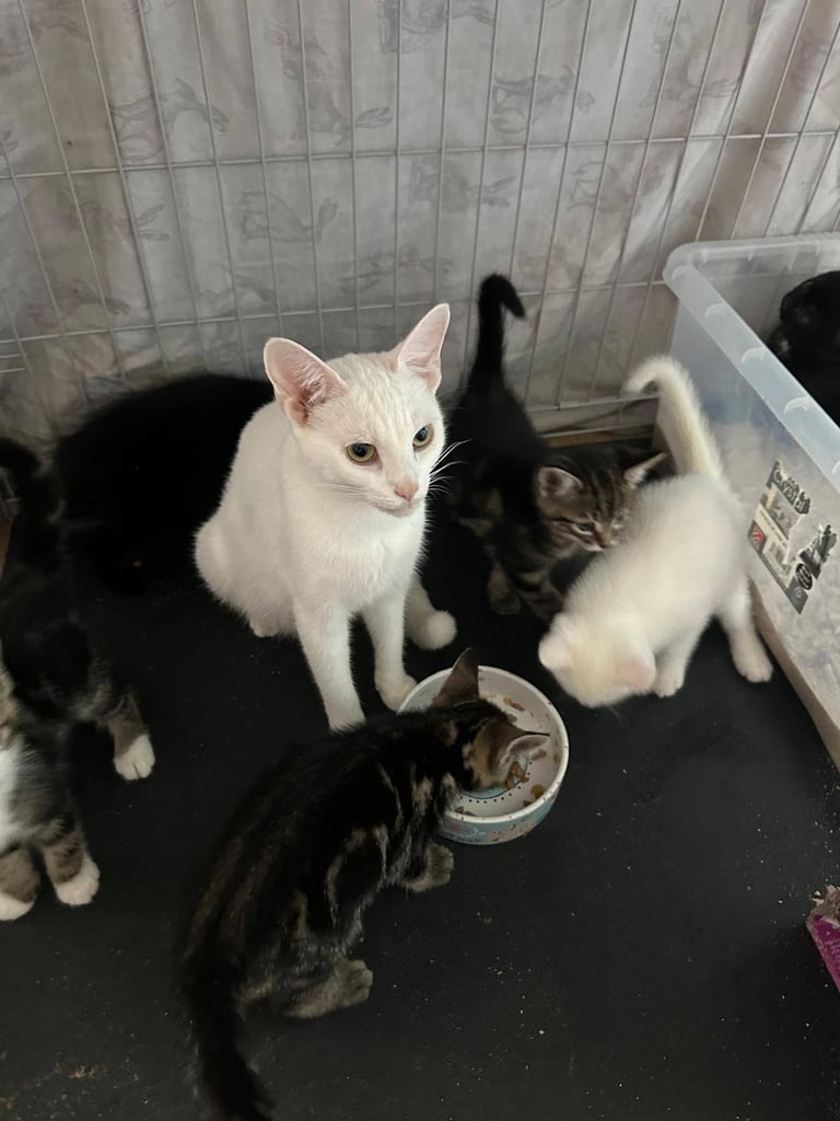 8 beautiful shorthair kittens