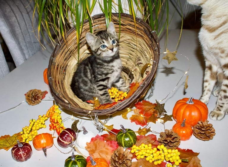 Beautiful Bengal Kittens 