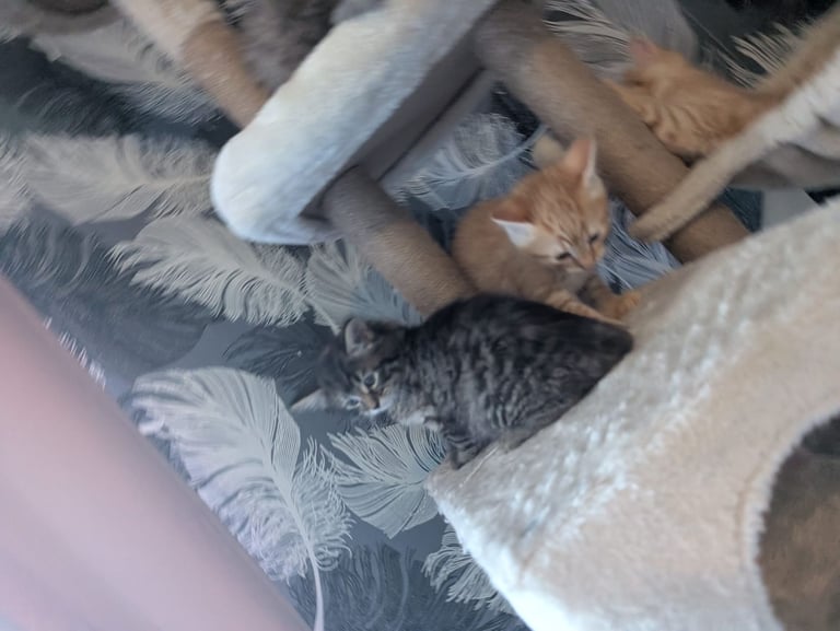 Kittens for sale 