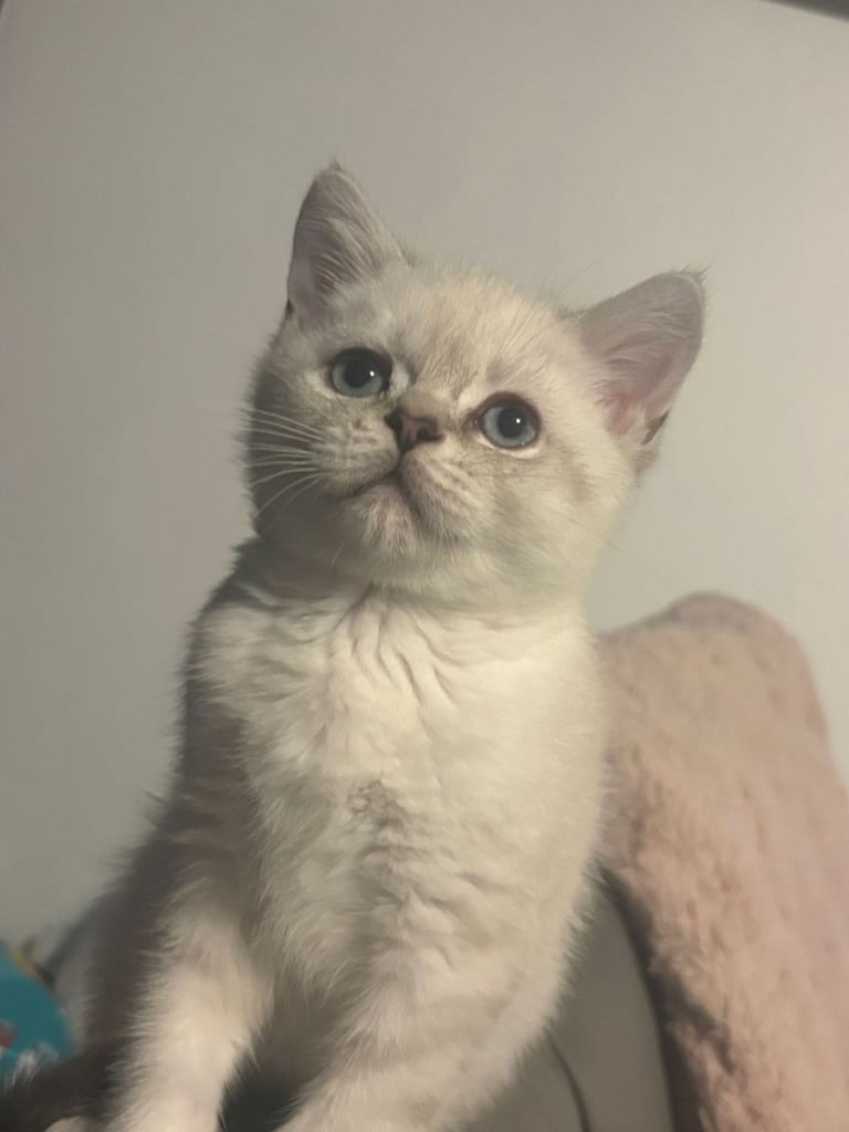 British shorthair kitten