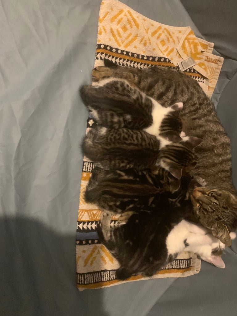 Traditional short hair kittens 