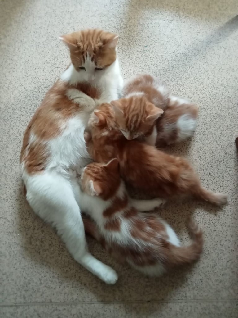 4 very beautiful,  adorable,  cute kittens for sale