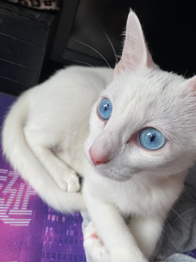 image for 6 month old kitten for sale 