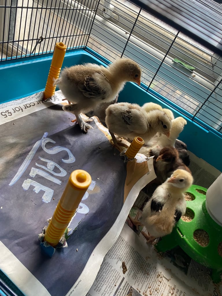 4 Aseel chicks and 2 Brahma chicks for sale