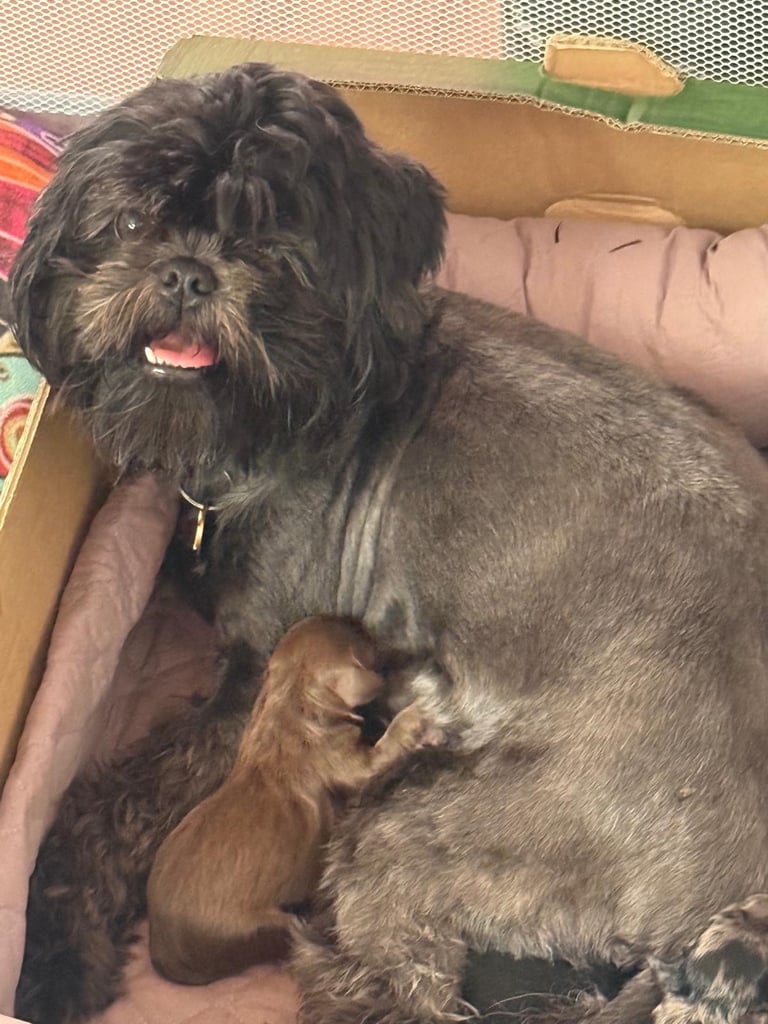 Ready Now only 2 stunning Shihpoo puppies Left!