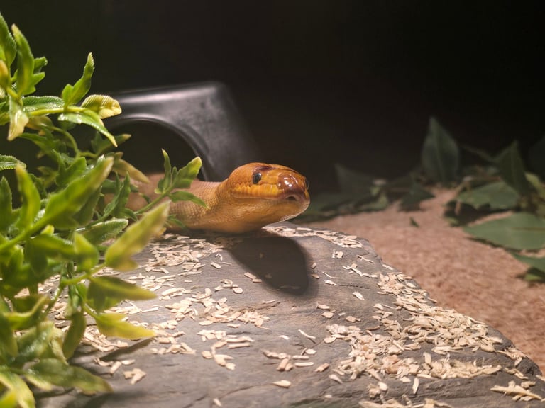 Pair of woma pythons