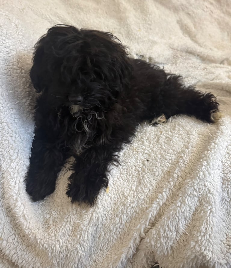 Cavapoo puppies - 1 boy left (tricolour) 