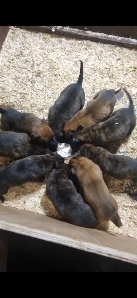 Belgian Malinois Belgium shepard Dutch Herder Dutch Shepard KNPV PSA