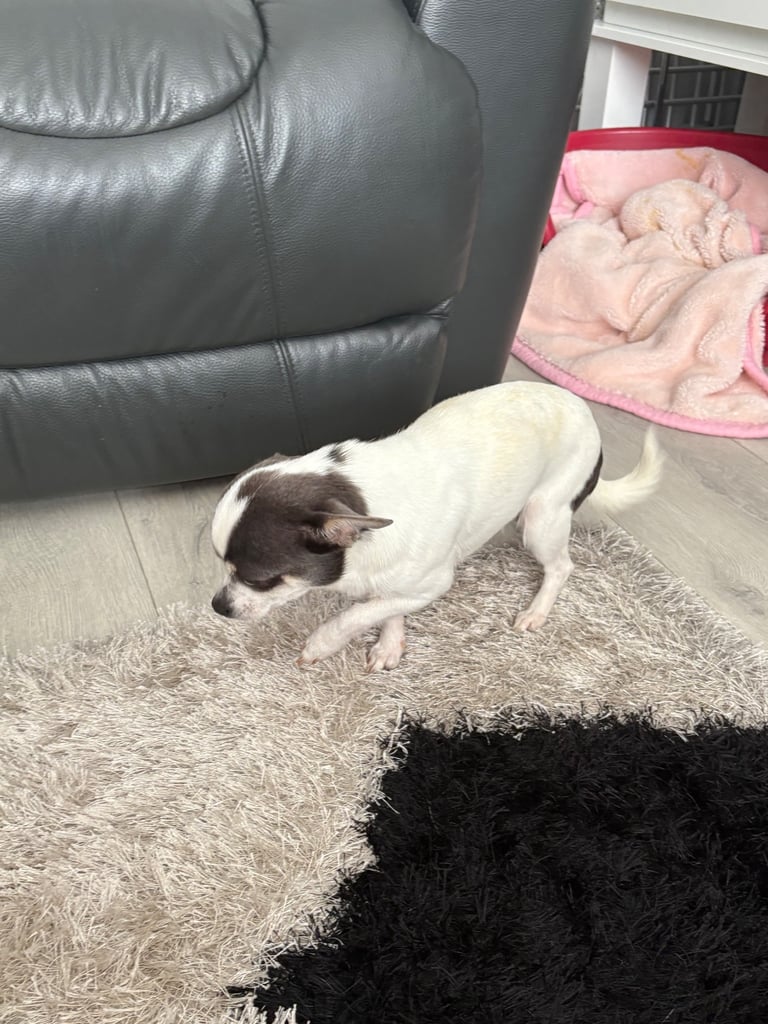 Chihuahua for re homing 