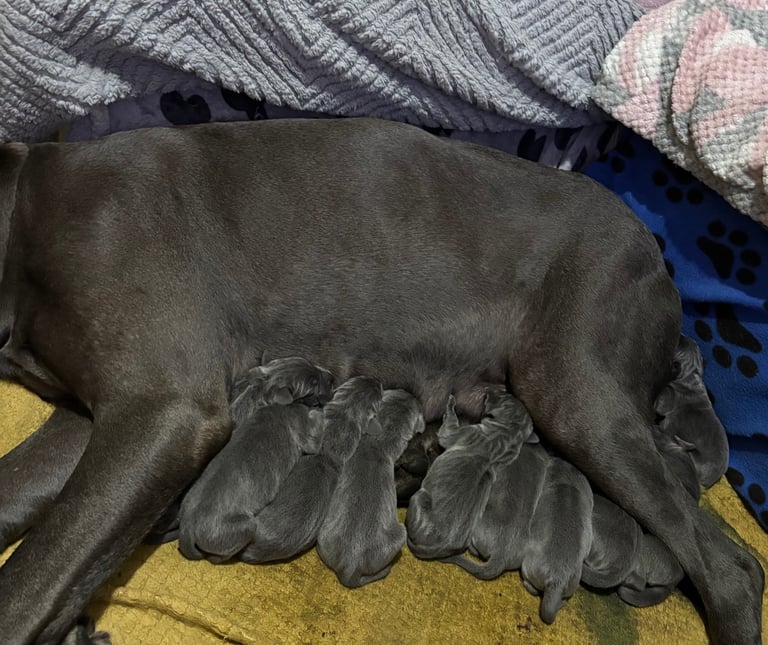 image for Great Dane puppies 