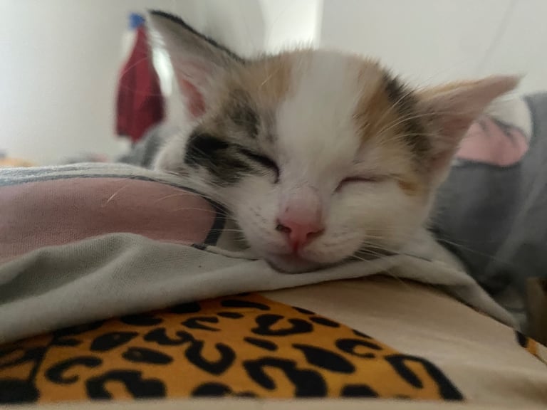 adorable kittens for sale 