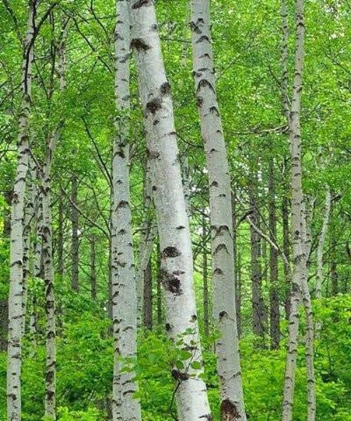 Silver Birch Sapling - Betula Pendula - In Pot
