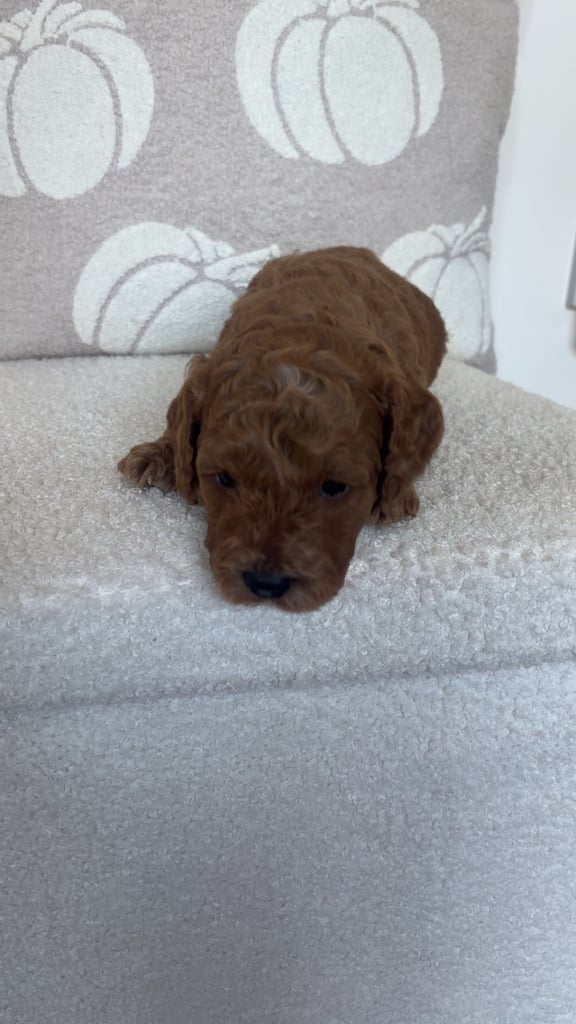 Beautiful f1b cockapoo puppies 