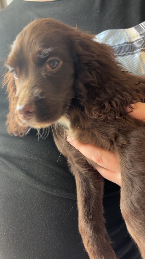 image for ✨🐶 COCKER SPANIEL PUPPIES 🐶 ✨