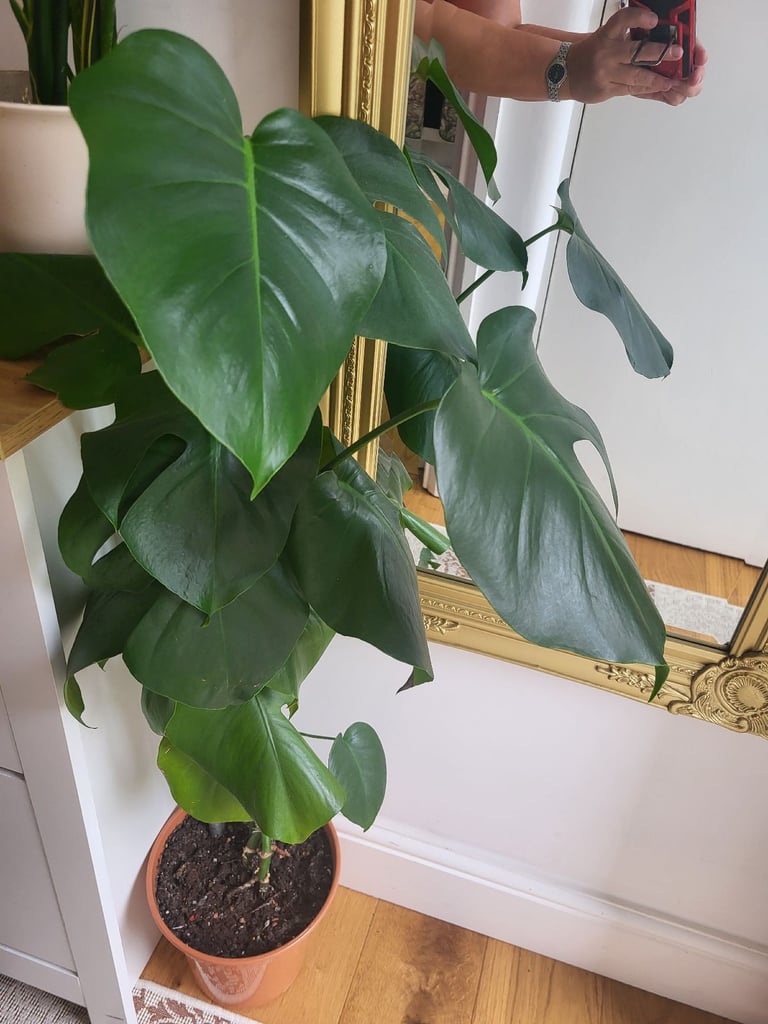 House plant for quick sale