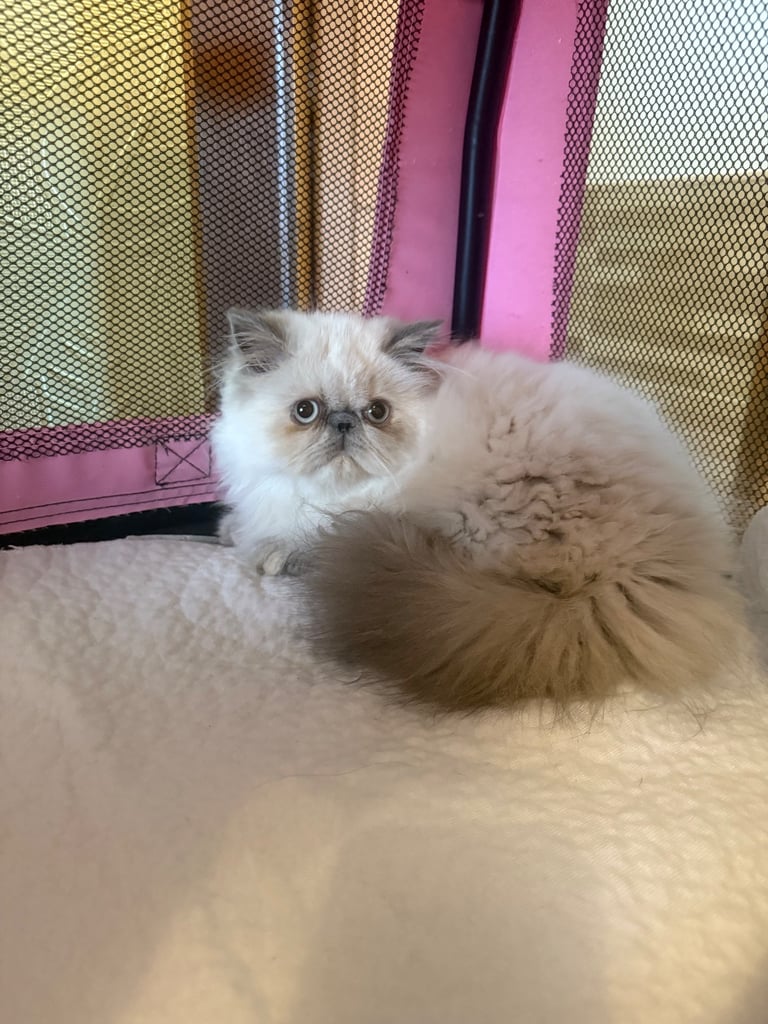 💗 Beautiful Persian Kittens 💗