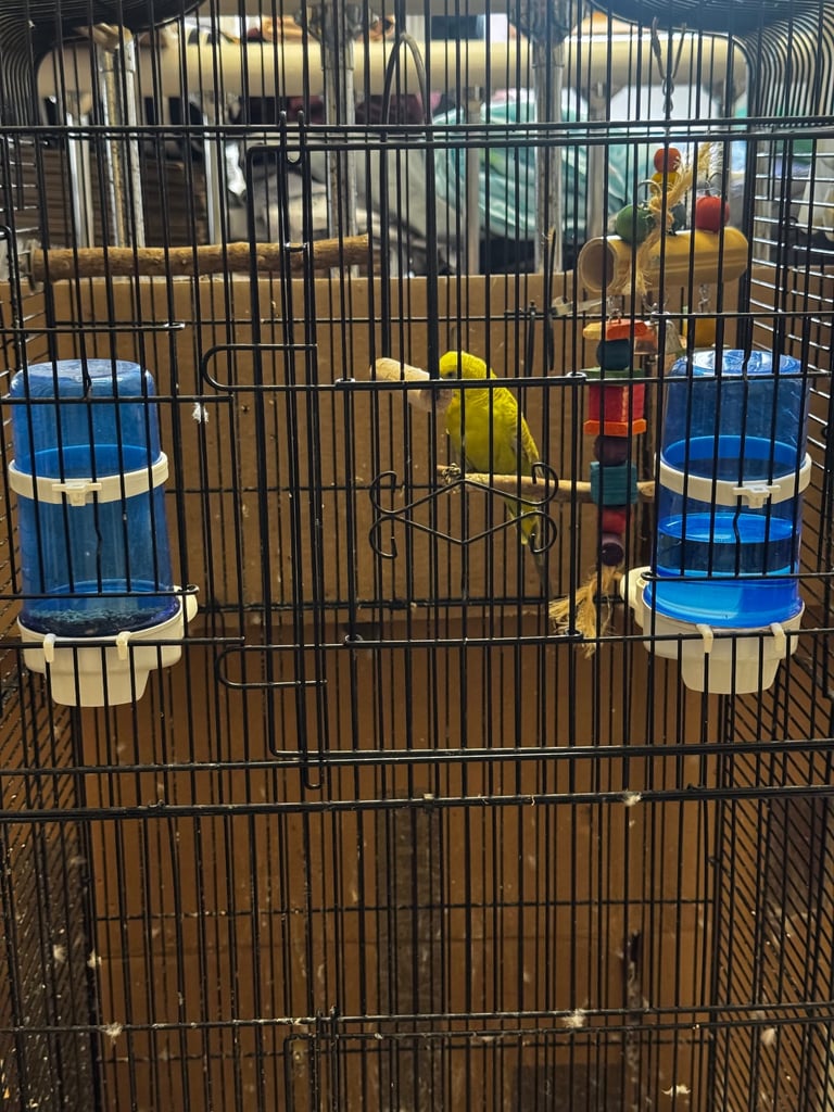 Budgie Cage & Accessories for sale - NO BUDGIE