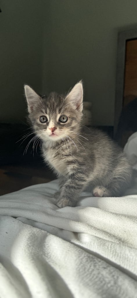 8 week old kittens ready for forever home! 