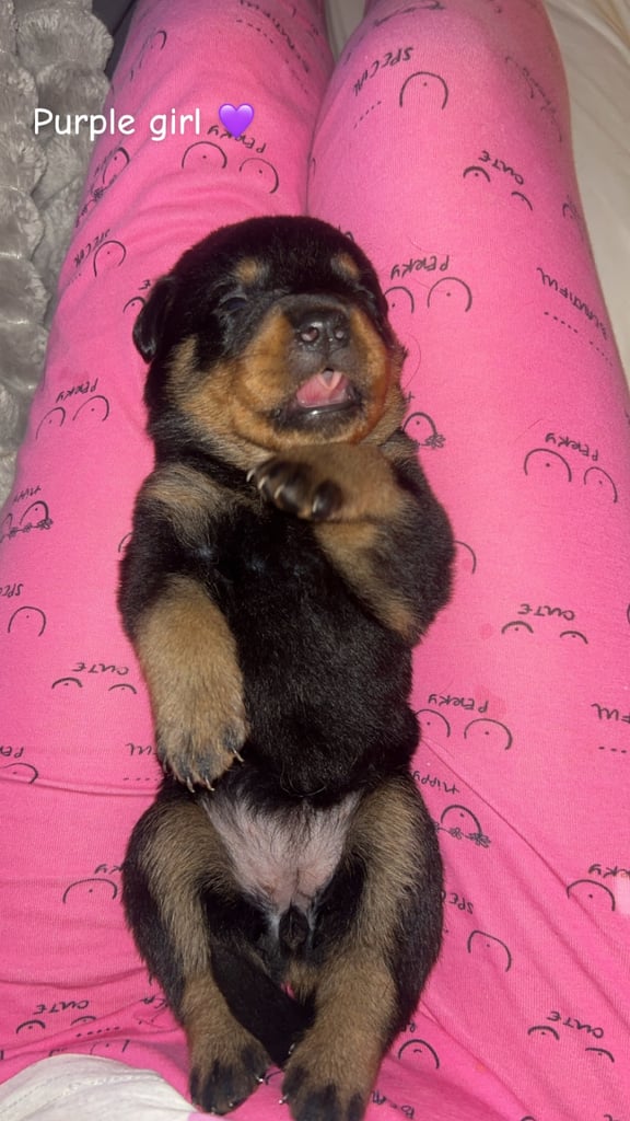 Beautiful Rottweiler pups