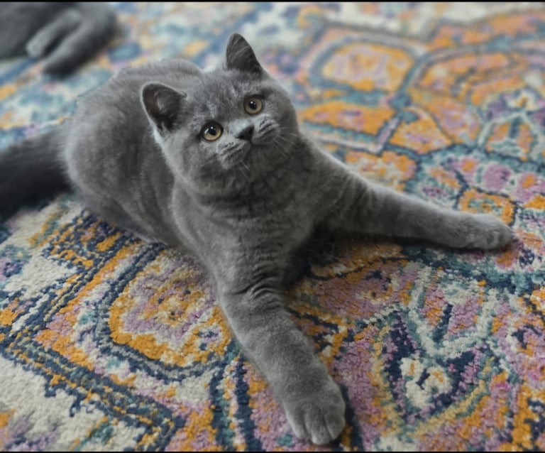 2 British shorthair kittens left 