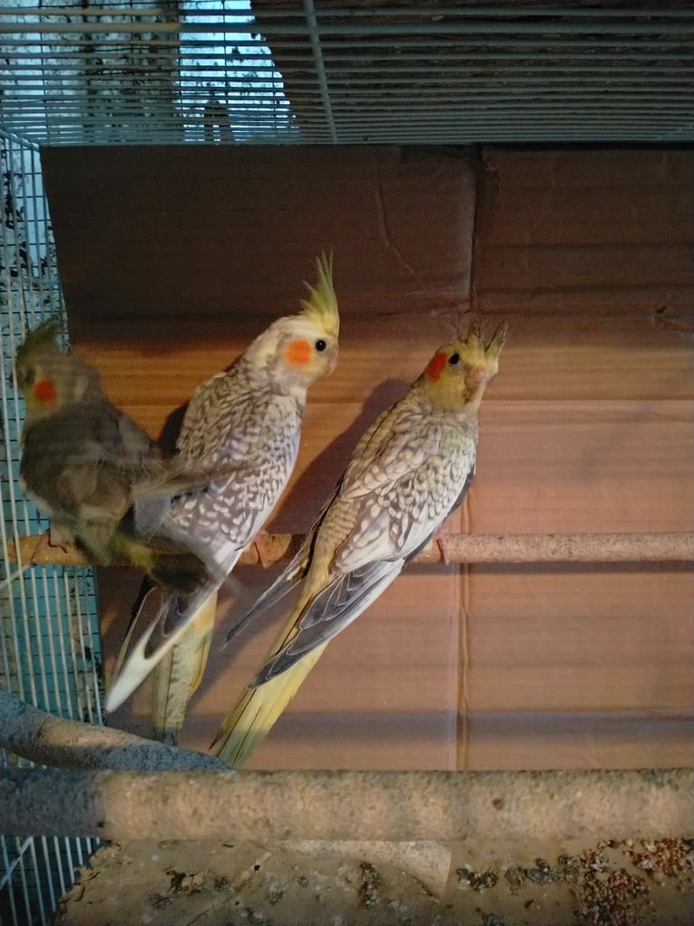 Cockatiels and Budgies - Bristol 
