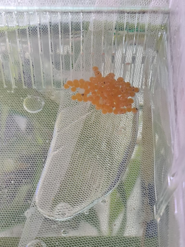 Super Red bristlenose plecos