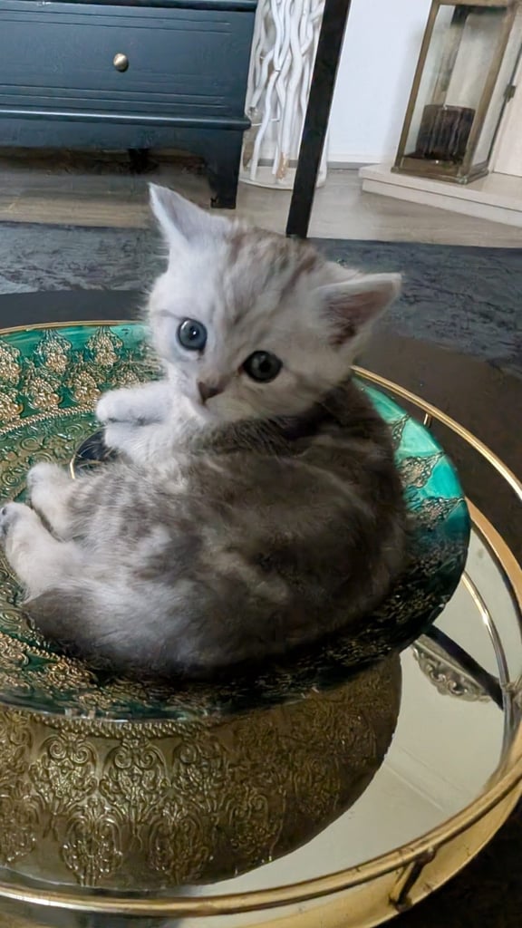 Persian x mane coon kittens 