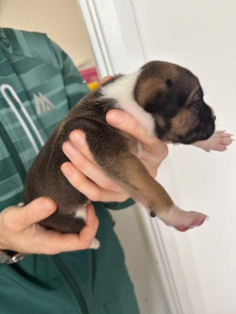 Bulldog/staffy mix 