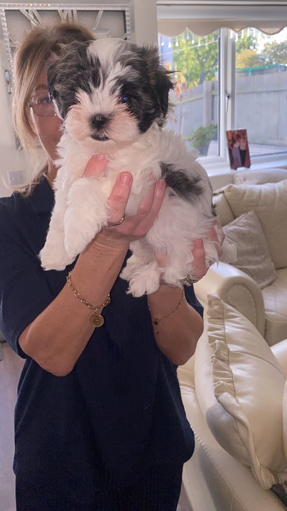 Korean maltipoo puppies for sale 