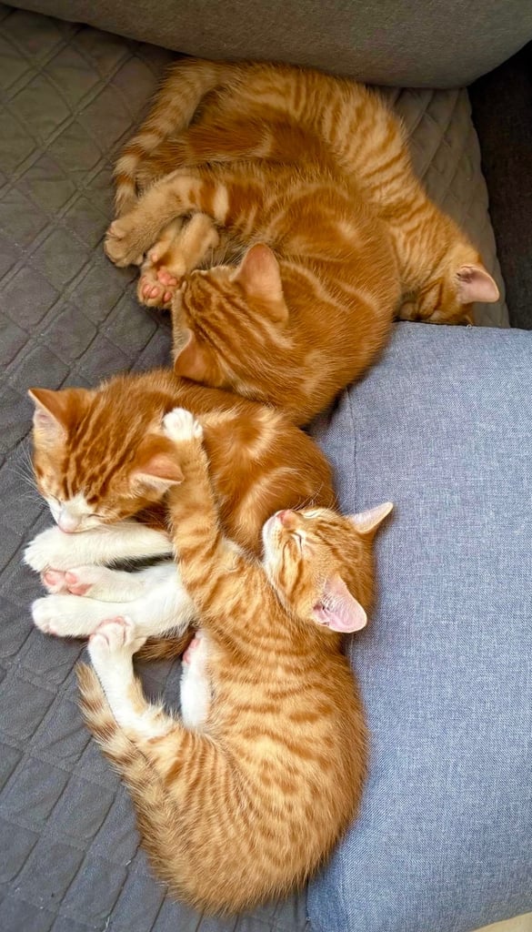 Ginger kittens 