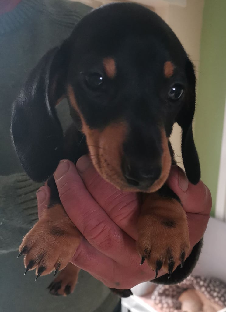 Beautiful daschund puppies 