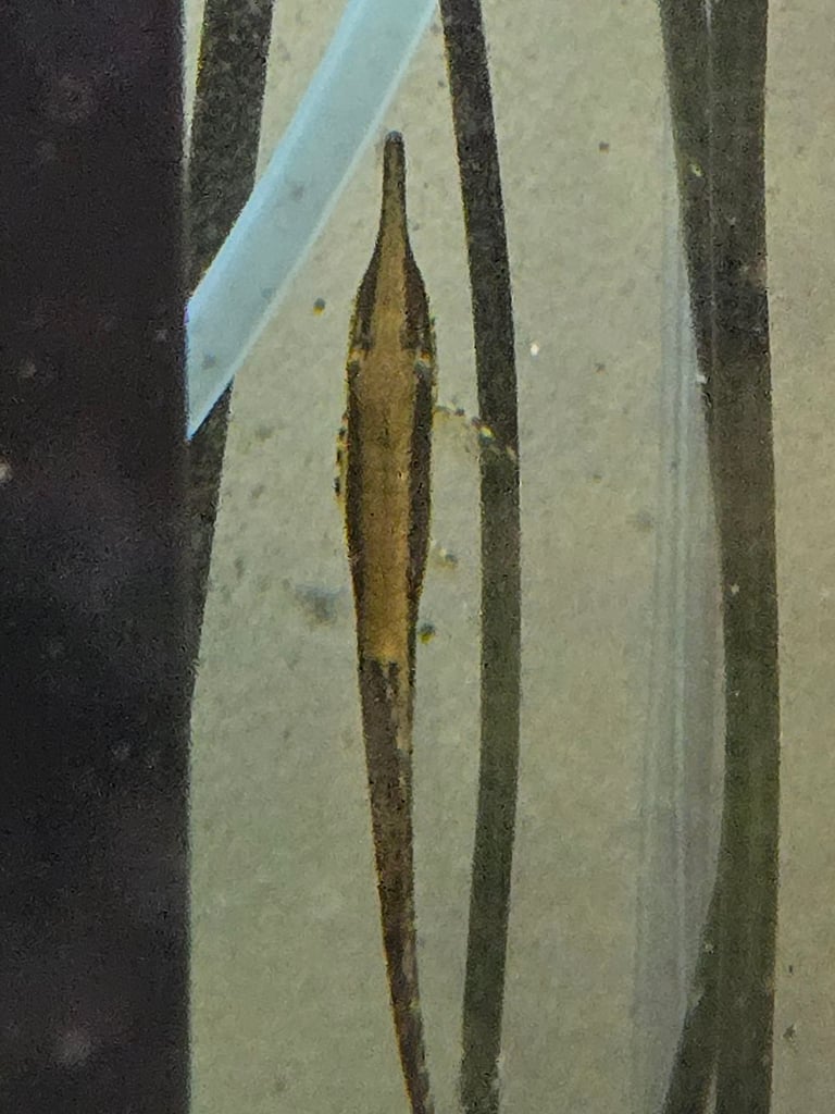 Tropical fish, need rehoming.