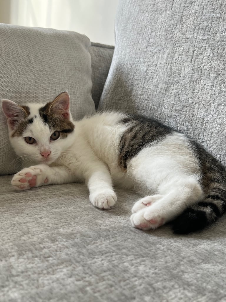 Siberian kitten for new home